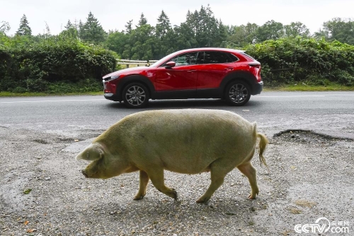 英國：森林公園放豬“排毒”