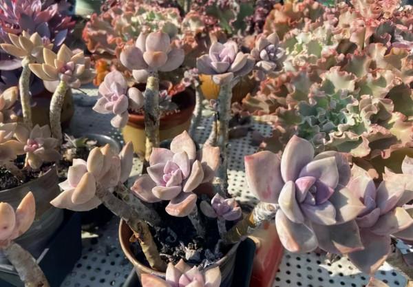 一年一度曬秋時,一年一度曬肉時 一年一度曬秋時,一年一度曬肉時