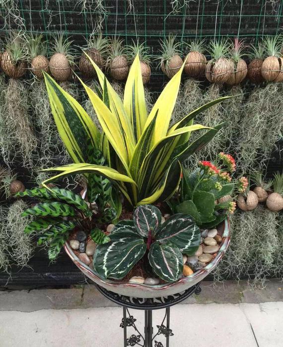 13種“懶人花”,客廳養一盆,輕鬆又吉利,四季輪流開 13種“懶人花”,客廳養一盆,輕鬆又吉利,四季輪流開