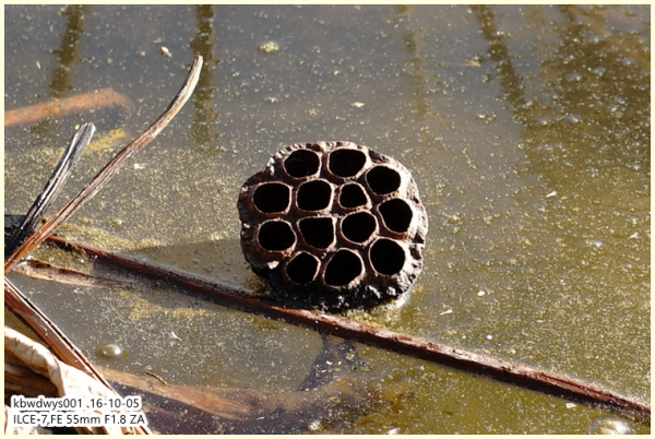 生活雜記:白浪河溼地瞎溜達(20161008) 生活雜記:白浪河溼地瞎溜達(20161008)