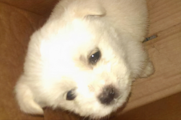 什麼是“星期狗”?買到星期狗怎麼辦? 什麼是“星期狗”?買到星期狗怎麼辦?