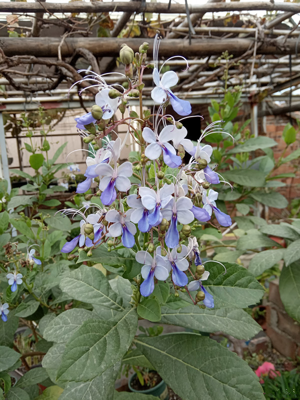 6種“仙氣花”，美麗又動人，家裡養一盆，就像撿到“大寶貝”
