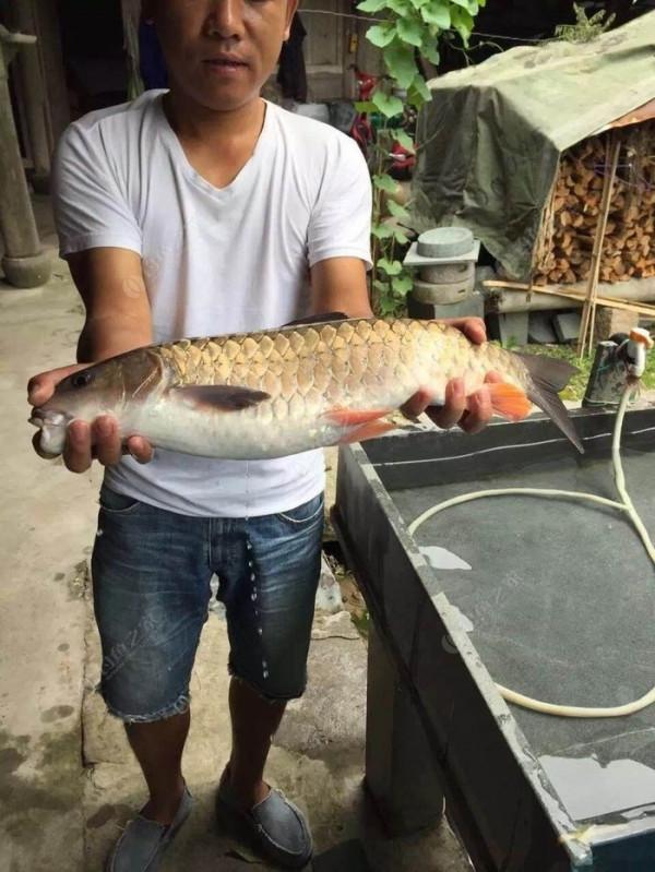 軍魚？廣東釣魚人，溪流釣起兩條大魚，體型像草魚但很兇猛