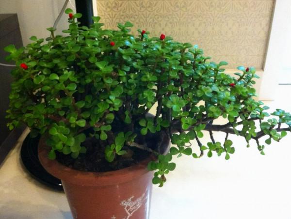 這“3種樹”耐乾旱，哪怕30天不澆水，也能爆盆，是懶人的最愛