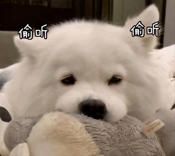 盤點熱門犬種：什麼狗狗更適合你呢？