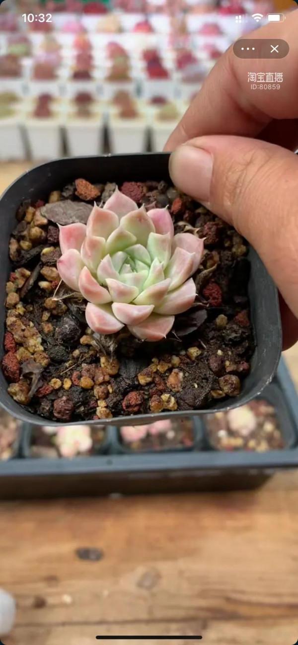 看了就想養的多肉啊