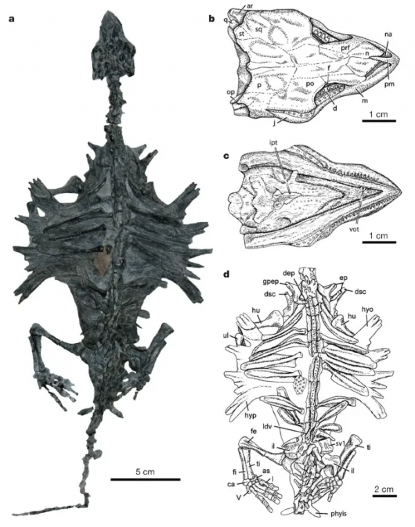 白堊紀的巨型裝甲艦,仍逃不過被吃的命運 白堊紀的巨型裝甲艦,仍逃不過被吃的命運
