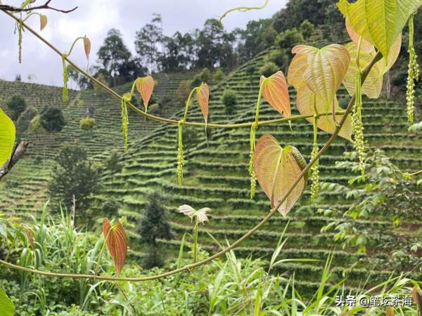 初步認識雲南 初步認識雲南