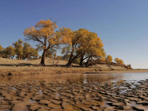 大美秋天！每一張都是桌布