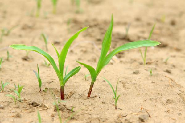 推翻玉米常規播種的三個錯誤認識!玉米到底該播多深,產量最高? 推翻玉米常規播種的三個錯誤認識!玉米到底該播多深,產量最高?