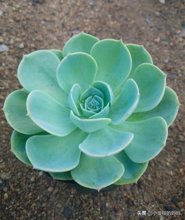 分享——石蓮花