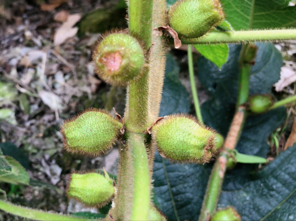 這種植物被廣東人稱為“五爪龍”,是嶺南常用草藥,價值非常高 這種植物被廣東人稱為“五爪龍”,是嶺南常用草藥,價值非常高