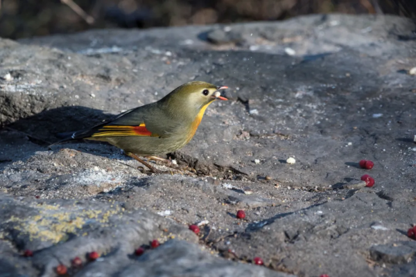 紅嘴相思鳥來北京植物園越冬