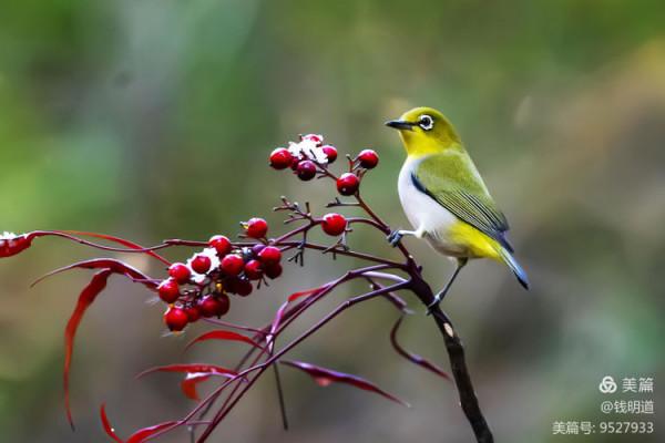 萌萌可愛小精靈——繡眼鳥