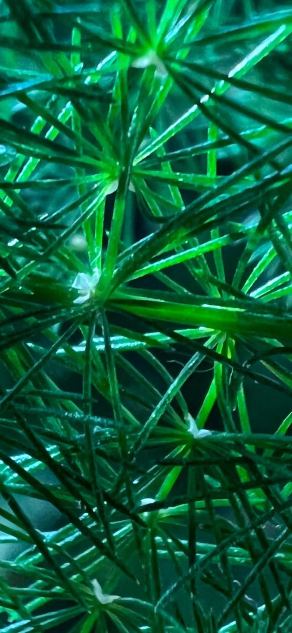 iPhone 13 pro max 微距拍攝能力有多強