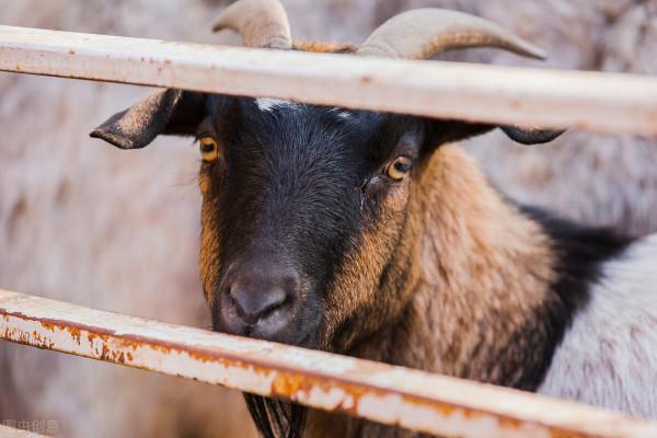 一種古老的山羊，是西班牙代表性的山羊，被稱為傳教士山羊