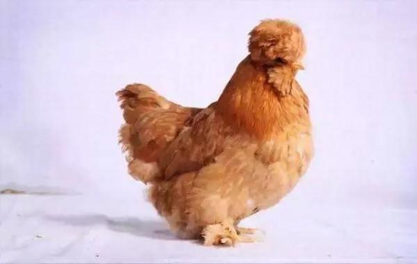 大吉大利天天吃雞,中華名雞知多少?有你家鄉的雞嗎 大吉大利天天吃雞,中華名雞知多少?有你家鄉的雞嗎