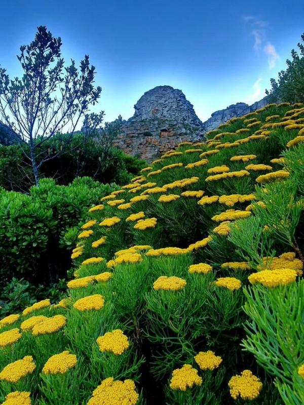 南非開普敦的山、開普敦的水是真的真的美