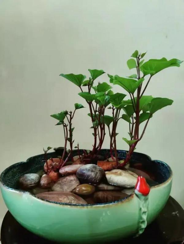 養個紅薯盆景吧