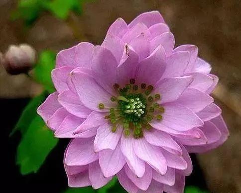 雪割草，漂亮而名貴的花