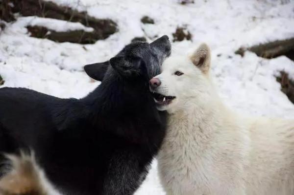 動物故事:受傷狼王在洞中等死,被流浪狗意外搭救,一起重返狼群 動物故事:受傷狼王在洞中等死,被流浪狗意外搭救,一起重返狼群