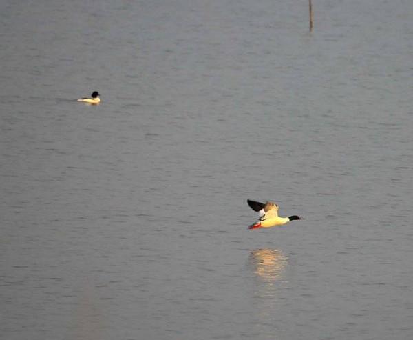 故事會｜彩色的小鴨子