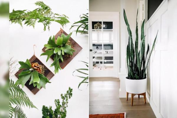 9月養虎皮蘭,施肥很重要,還要抓緊時間做好這5點,才會養出狀態 9月養虎皮蘭,施肥很重要,還要抓緊時間做好這5點,才會養出狀態