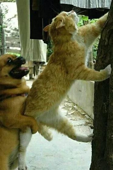 情人節，情人劫