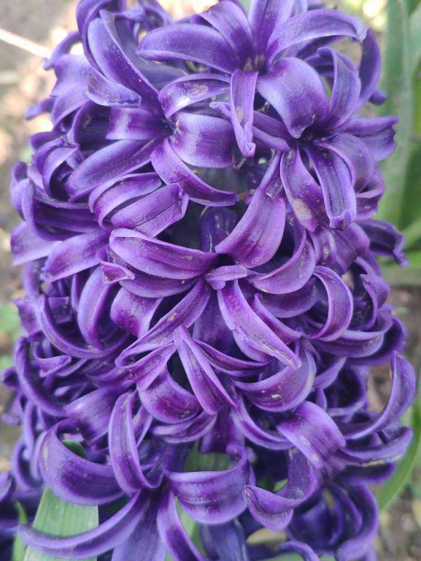 年宵花也有一次性，4種花開完了就趕緊扔，再養也是浪費時間