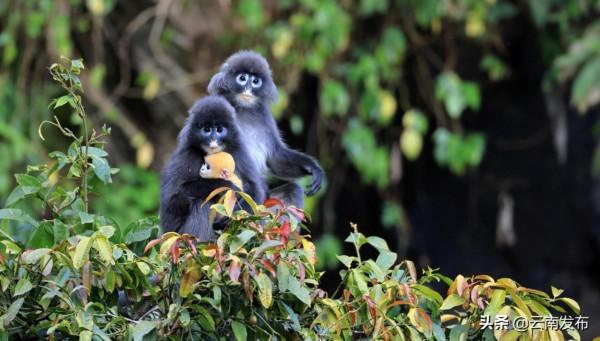 #網聚雲南相約COP15#雲南這個縣輕鬆湊齊Ⅰ級國保動物九宮格
