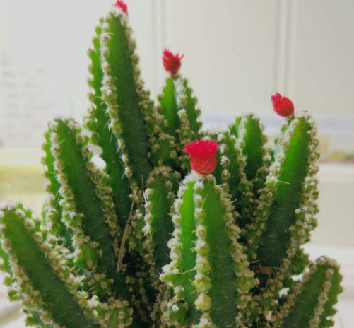 春節前逛花市，新手買花&OpenCurlyDoubleQuote;易被騙&rdquo;，避開7種花，才能不吃虧