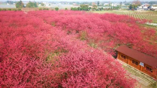 「秦櫻園」數百畝緋紅櫻花連成片