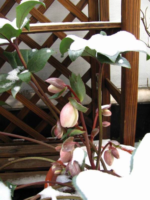 “27種”耐寒的花，好養不怕冷，低溫也能開花