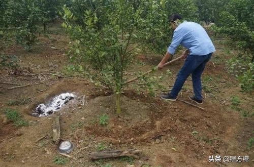 柑橘種植技術｜柑橘一年需要施幾次肥，如何施肥？