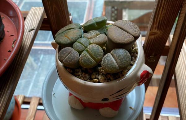 「皮皮太皮」養不好系列:多肉水了,葉片掉了,枝幹枯了,錯哪了 「皮皮太皮」養不好系列:多肉水了,葉片掉了,枝幹枯了,錯哪了