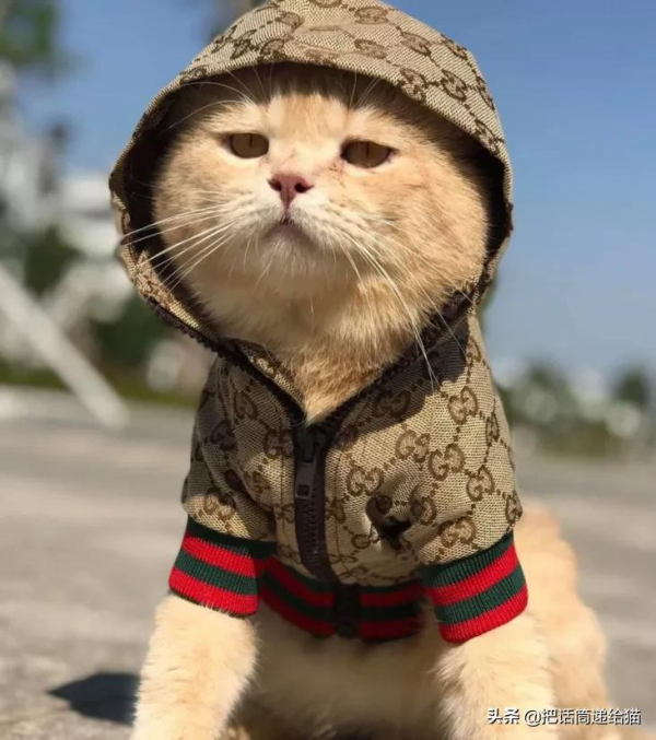 為啥叫貓“主子”？看了他的臉你就明白了