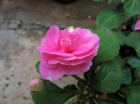 分享圖片，重瓣鳳仙花