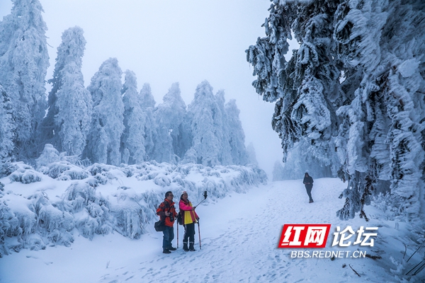 醉美！在冰雪世界裡，領略到了冬日限量版最美西晃山