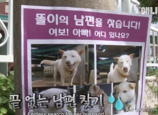 狗媽生了50只一模一樣的狗崽...裝監控、DNA鑑定只為找出渣爹 狗媽生了50只一模一樣的狗崽...裝監控、DNA鑑定只為找出渣爹