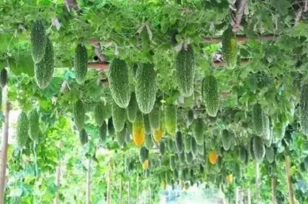 農業科技的力量和進步