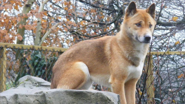 “村口大黃”到澳變身頂級殺手,吃袋鼠偷綿羊讓人頭疼,憑什麼? “村口大黃”到澳變身頂級殺手,吃袋鼠偷綿羊讓人頭疼,憑什麼?