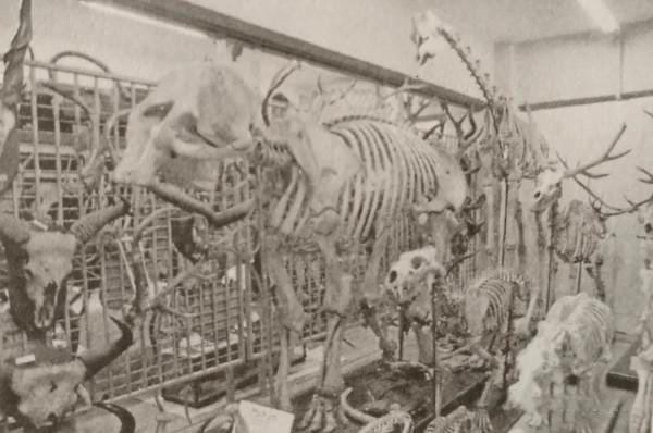 文物及藝術品包裝運輸指南——自然史標本