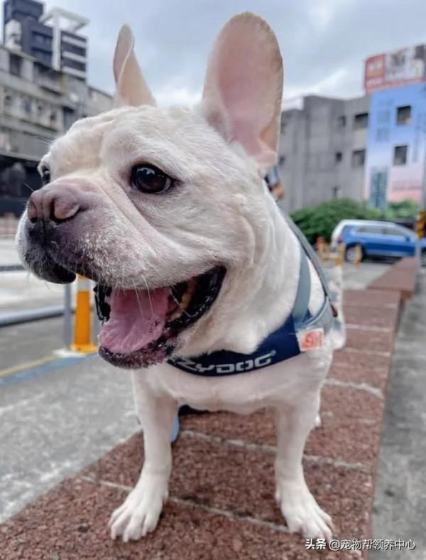 主人打疫苗，法鬥卻戲精上身變疲倦，主人：副作用全在你身上？