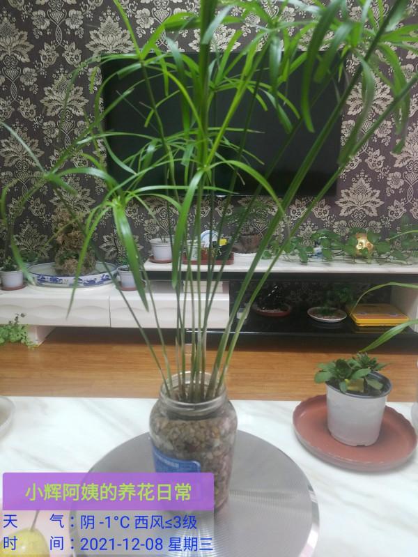 聽從花友建議，土培換成水培看看效果怎麼樣