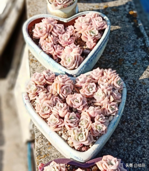 可愛玫瑰重新換個高盆養，其狀態更加迷人