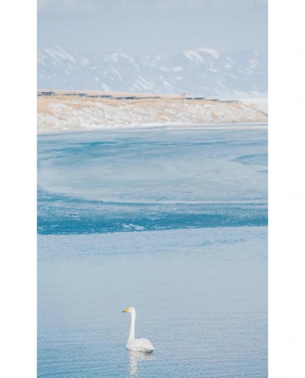 智者不入愛河，鐵鍋燉只大鵝