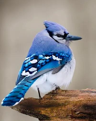 分享：全世界稀有色彩斑斕的鳥兒，太漂亮了