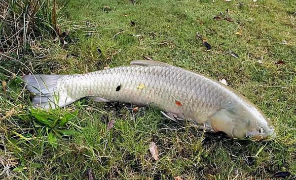 入秋之後,就選這幾個地方下杆,大鯉大草都沒跑 入秋之後,就選這幾個地方下杆,大鯉大草都沒跑