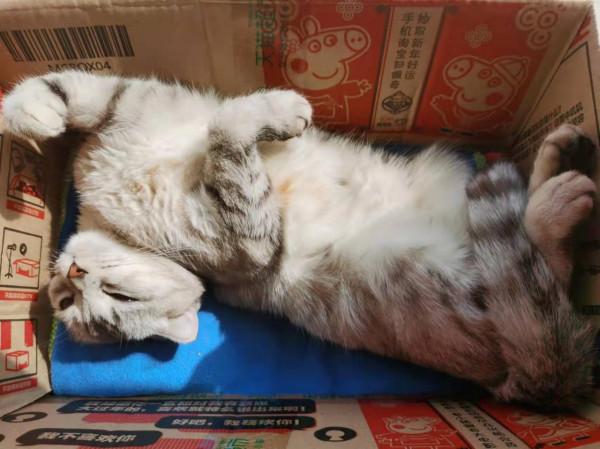 2021.11.12 | 賦詩一首《冬日狸眠》 2021.11.12 | 賦詩一首《冬日狸眠》