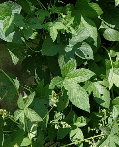 農村常見的花，城裡很少見到，認識的人越來越少